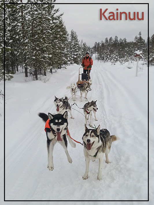 Finland Postcards - Dog Sledding Excitement