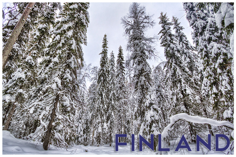 Finland Postcards - Snow Covered Trees