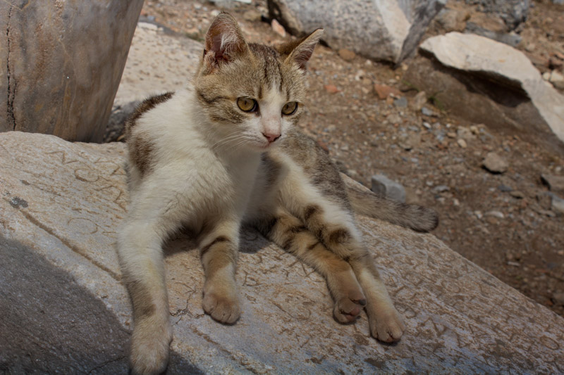 Cat Just Hanging Out