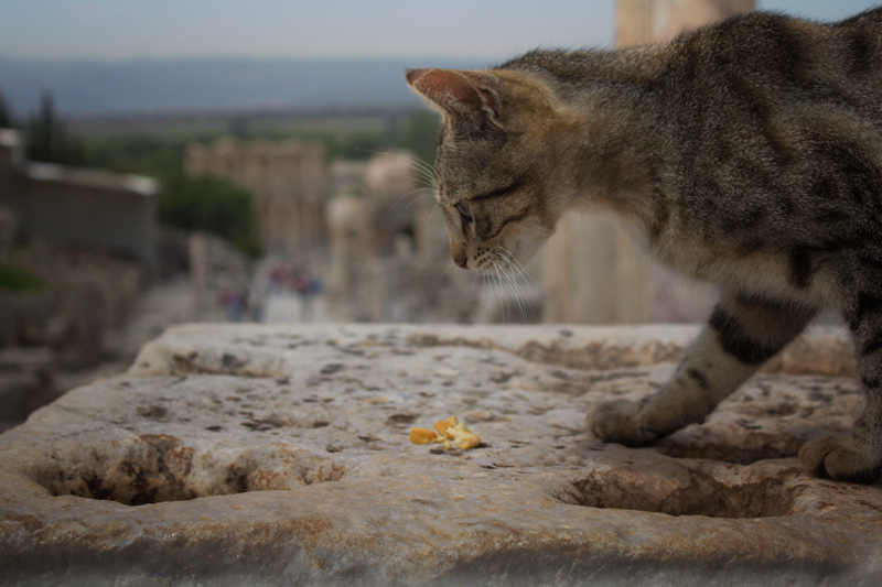 A Little Snack for the Kitty