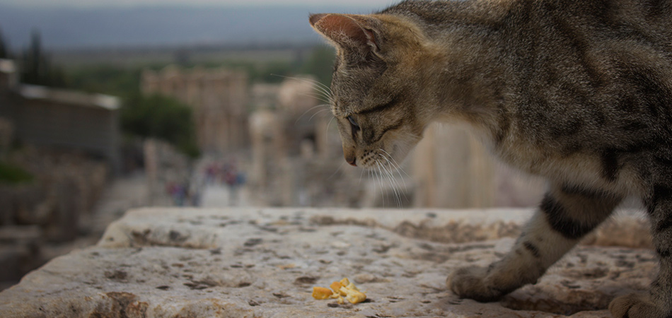 Ephesus-Turkey-Cats-Feature