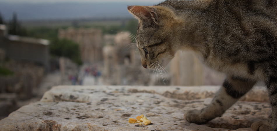 The Cats of Ephesus