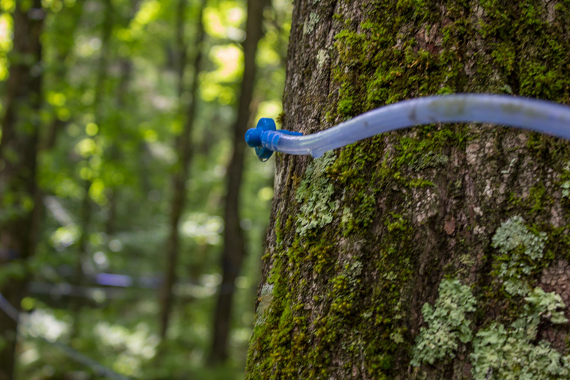 Maple Tapping