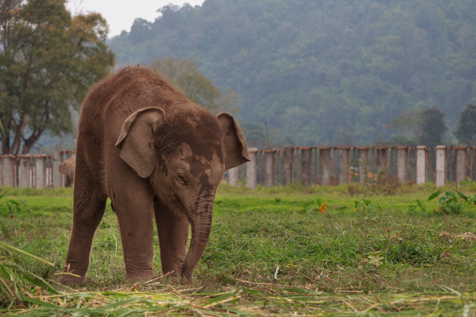 Baby-Asian-Elephant