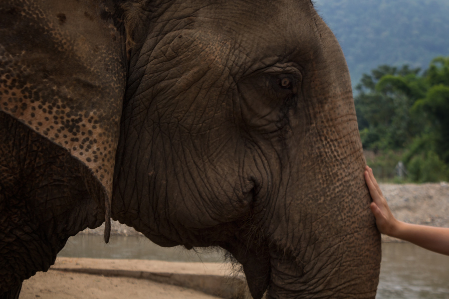 Elephant Nature Park - Touch