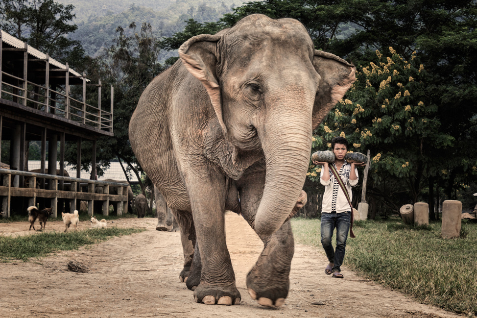 Ele and the Mahout