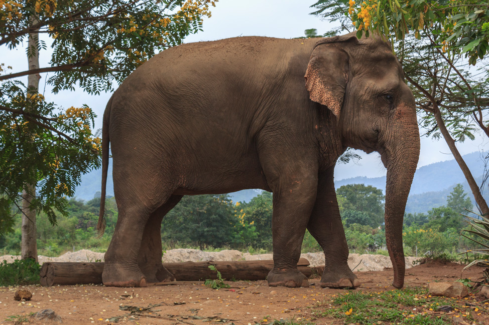 Elephant-in-Nature