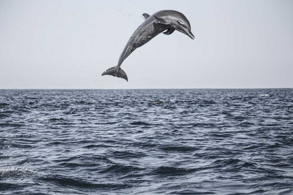 Dolphin Jump