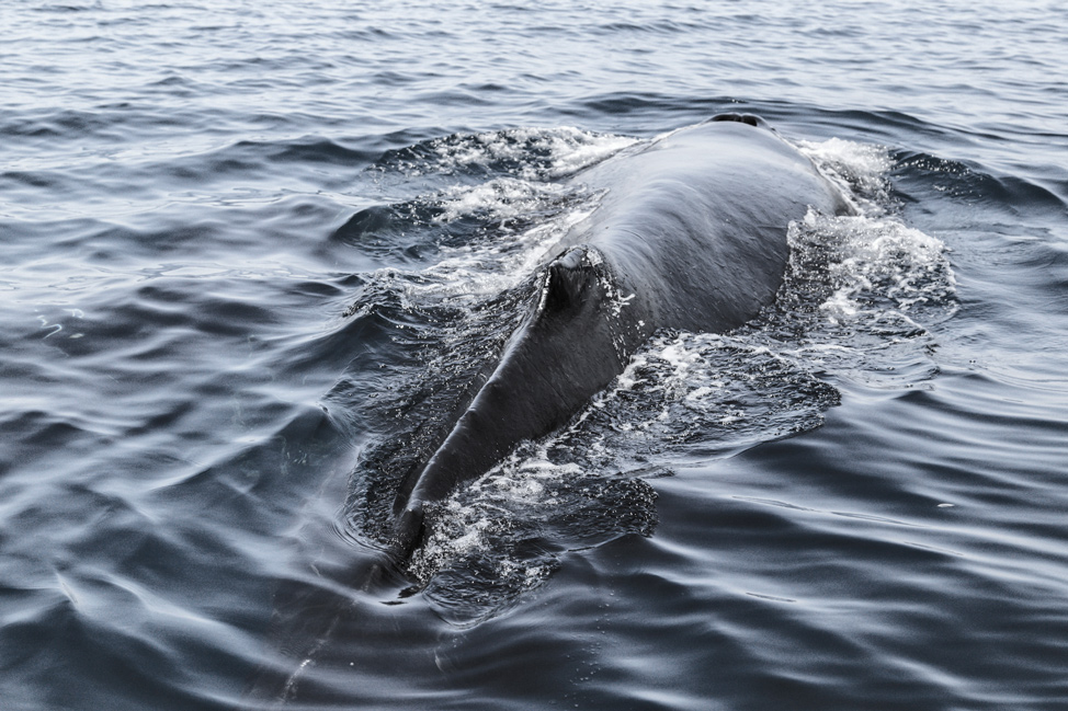 Whale in Front