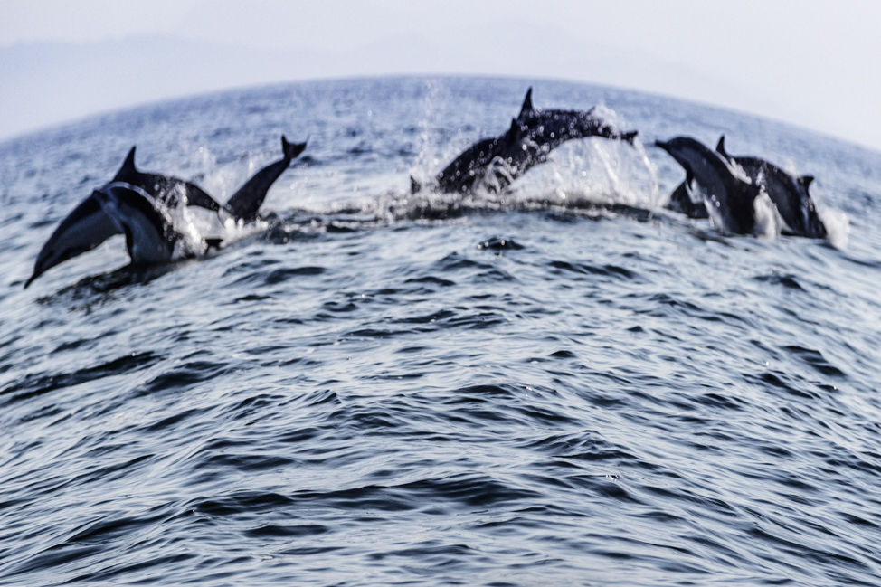 Dolphin Pod