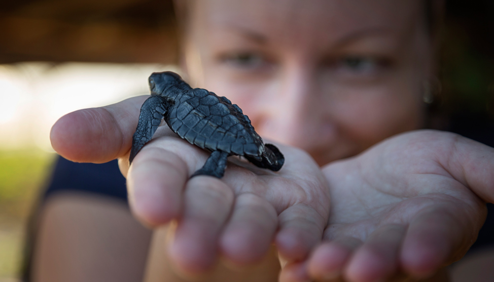 Turtles Turtles Turtles thumbnail