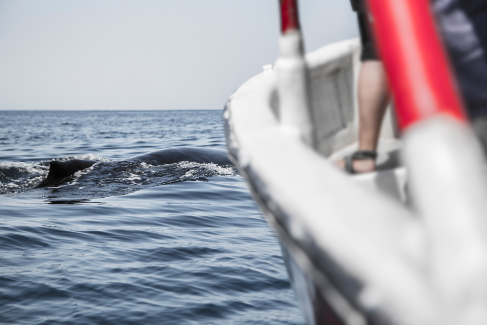 Whale Close Up