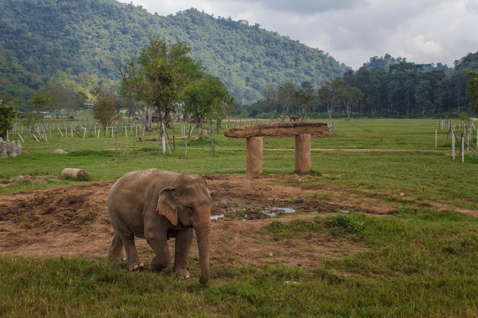 Elephant Nature Park