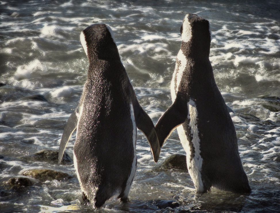 Penguin Love