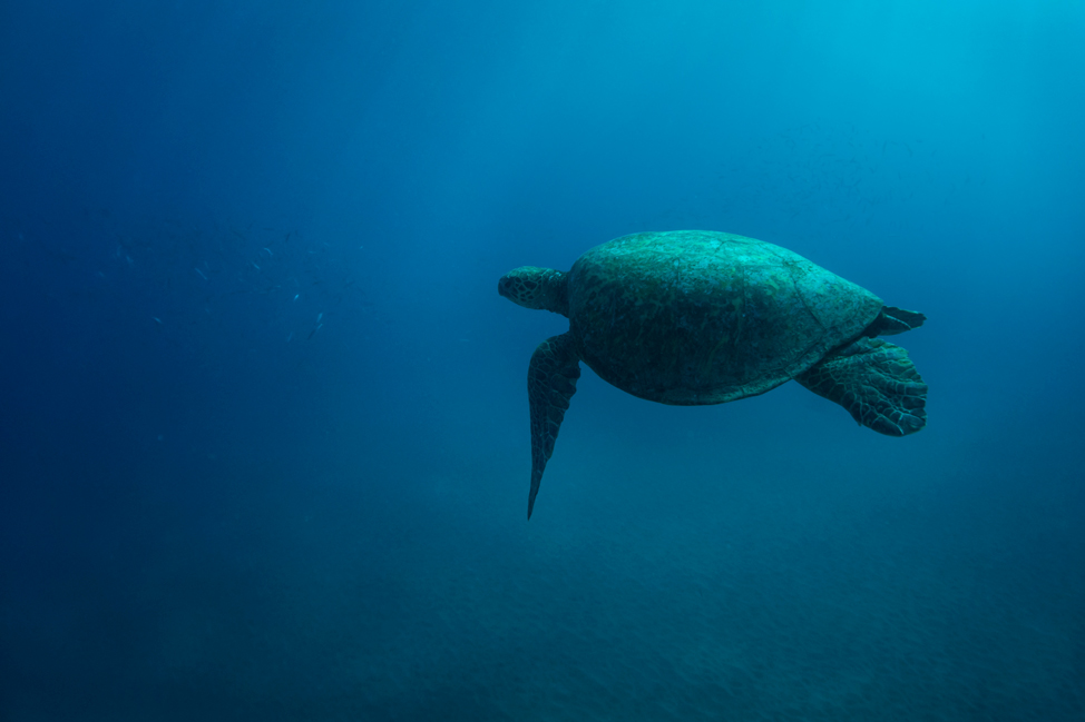 Maui-Sea-Turtle