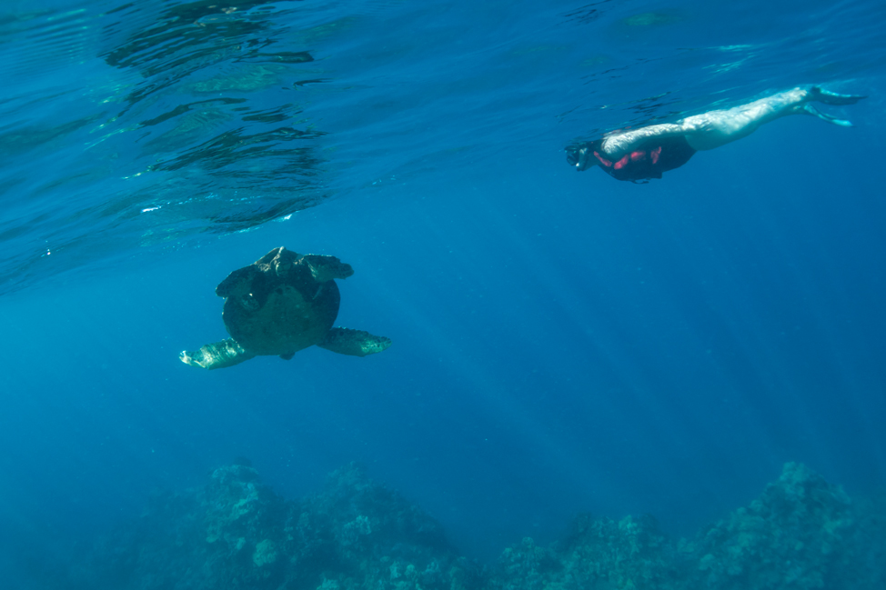 Swimming-with-turtles-Maui