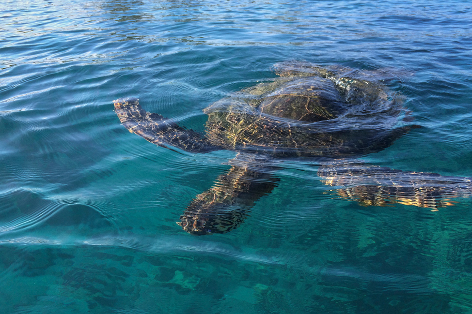 Maui Sea Turtle