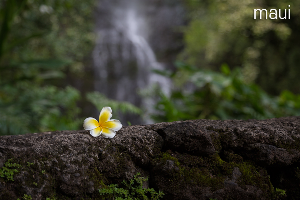 Maui Flower