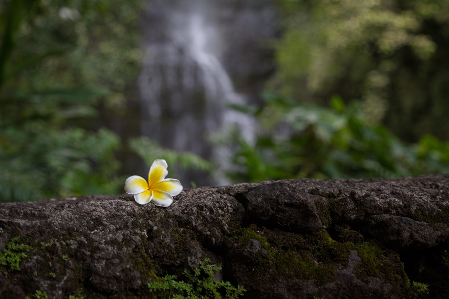 Postcards from Maui