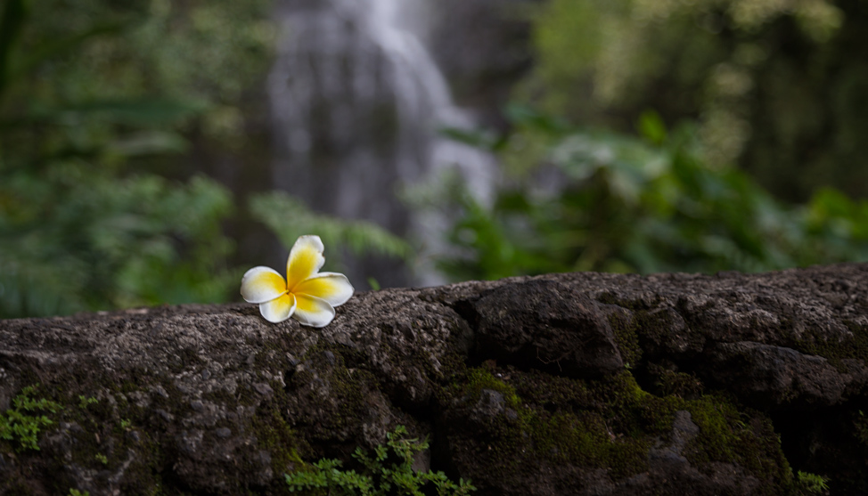 Postcards from Maui thumbnail