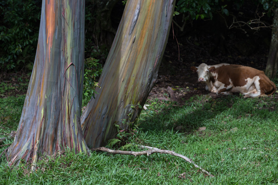 Painted Trees 2