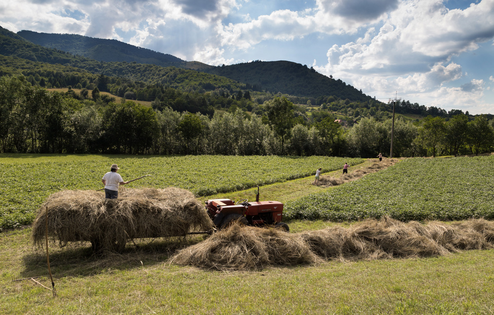 Collecting Hay