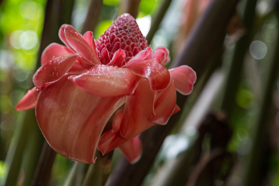 Torch Ginger