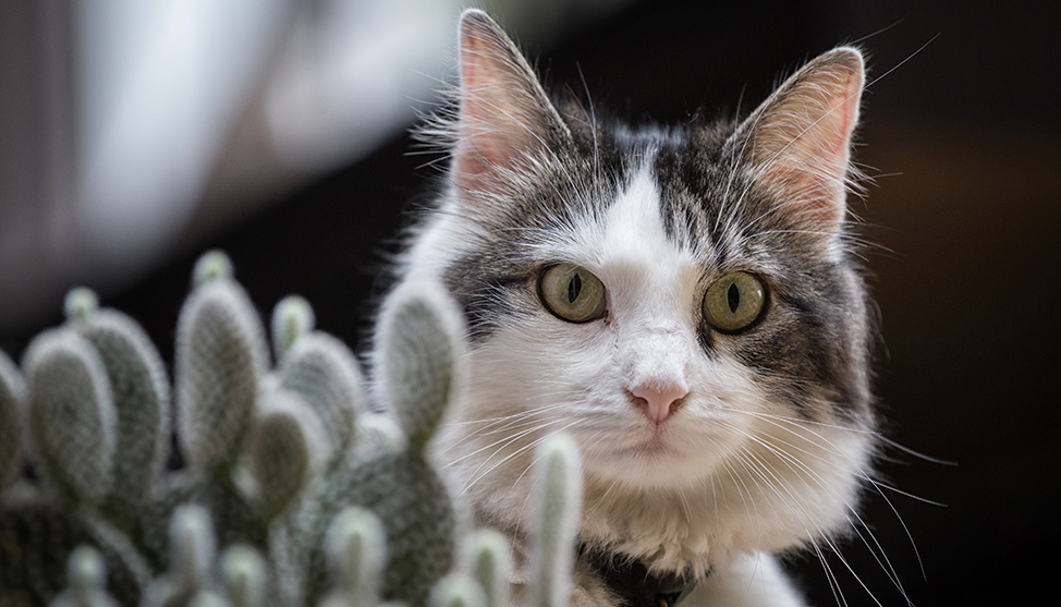 On House-Sitting and Adaptability thumbnail