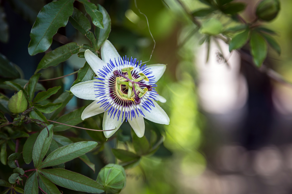 Blue and White Flower