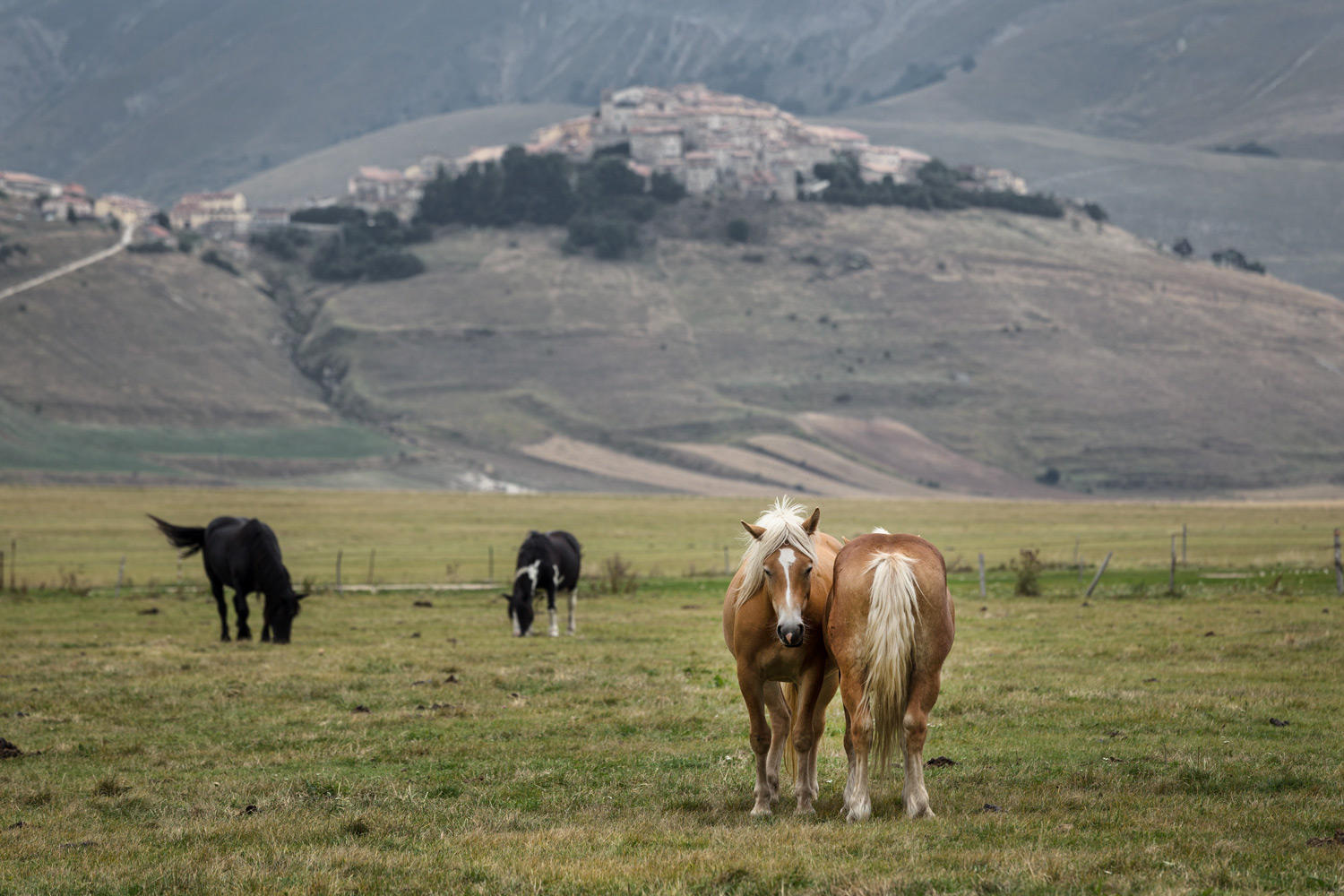 Horses in Piano Grande