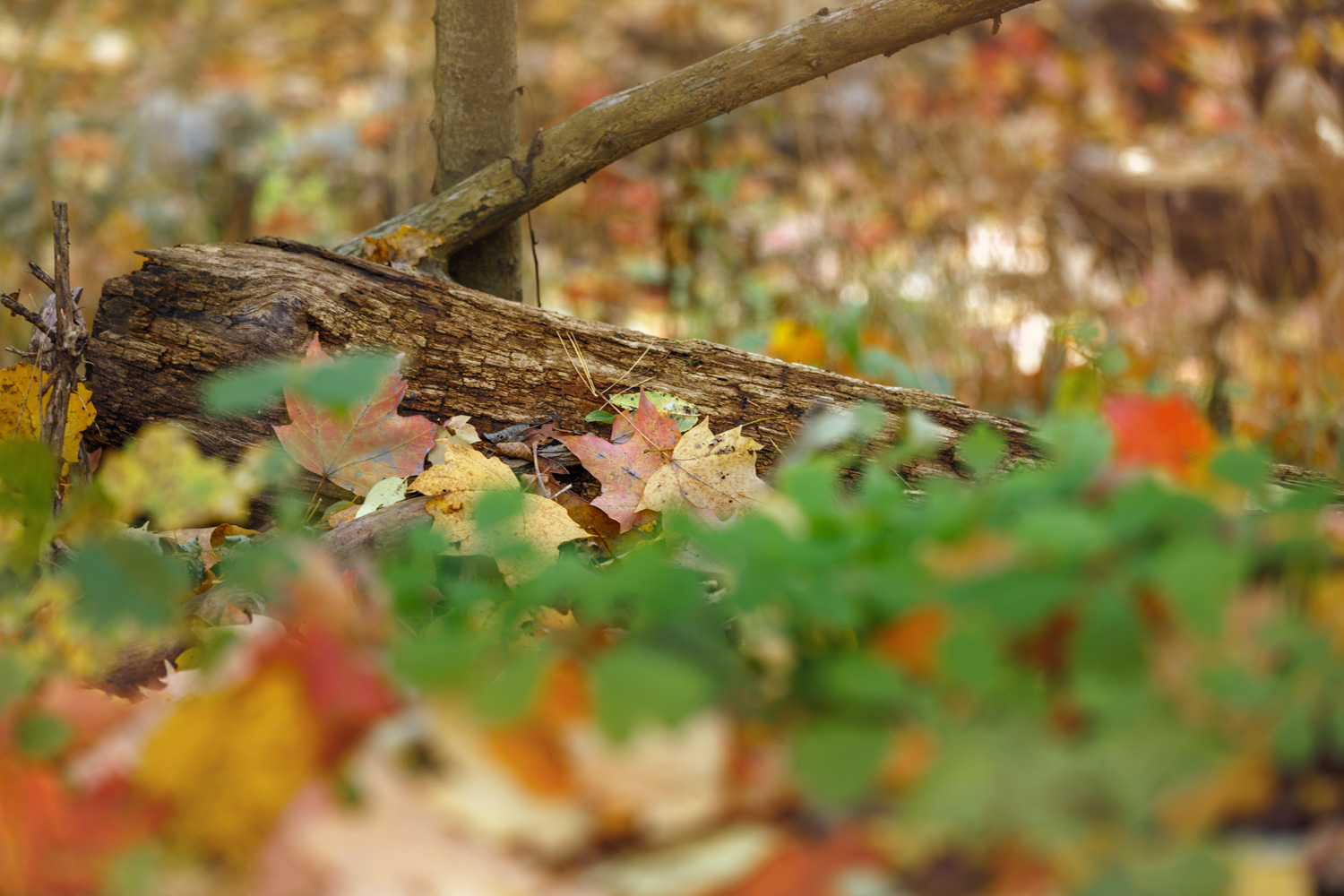 Autumn in Ann Arbor