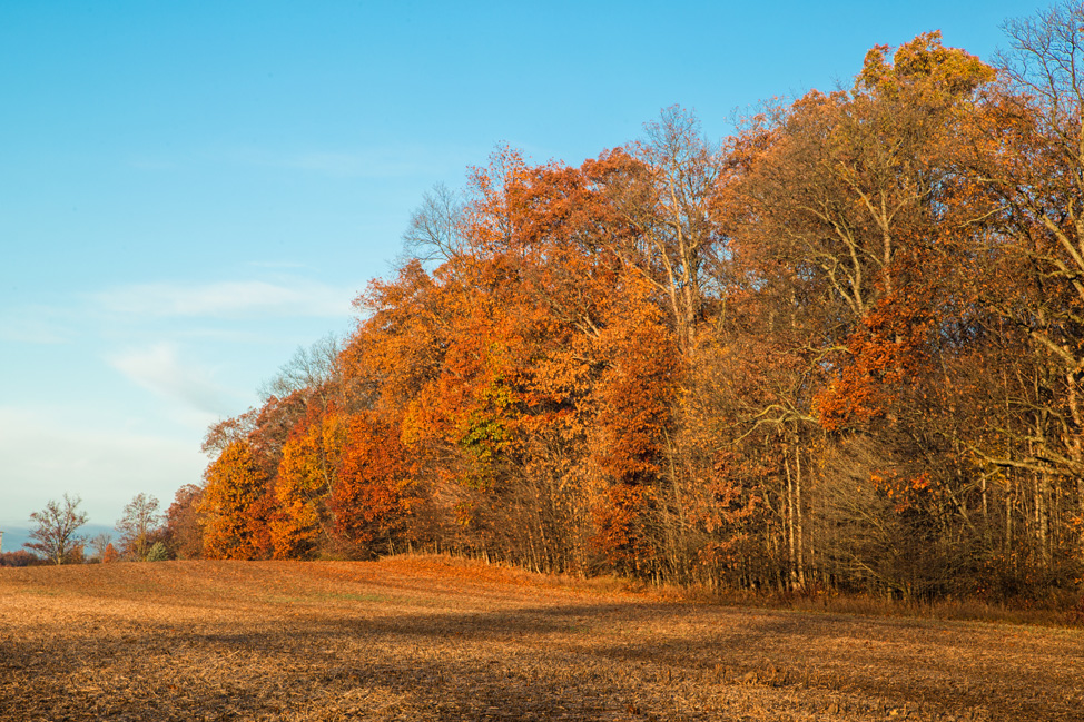 Autumn Leaves