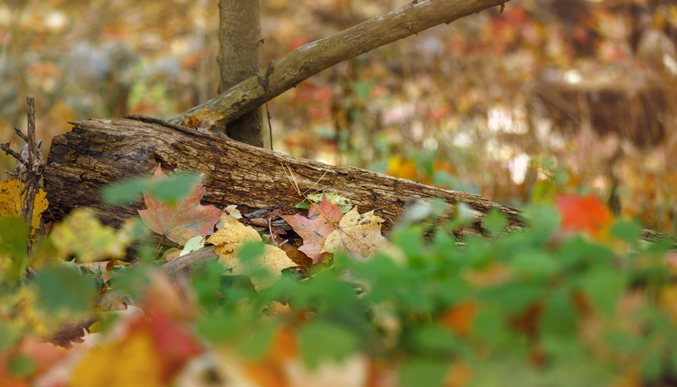 Autumn in Ann Arbor thumbnail