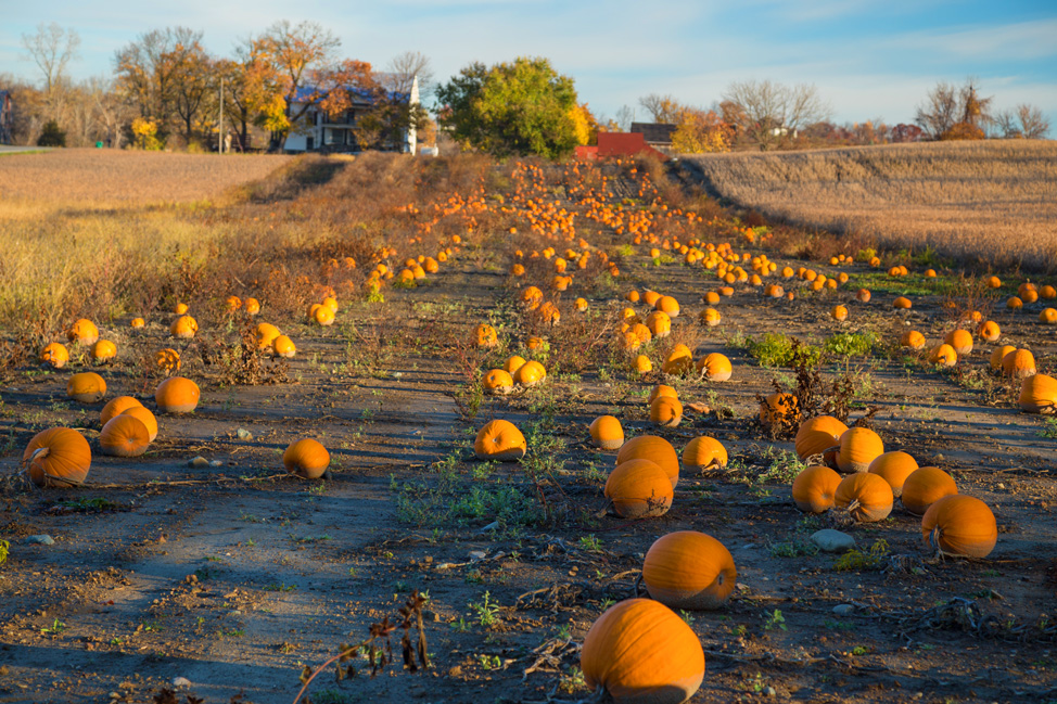 Pumpkin Patch