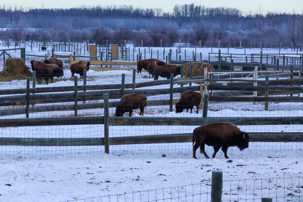 Bison of Elk Island National Park