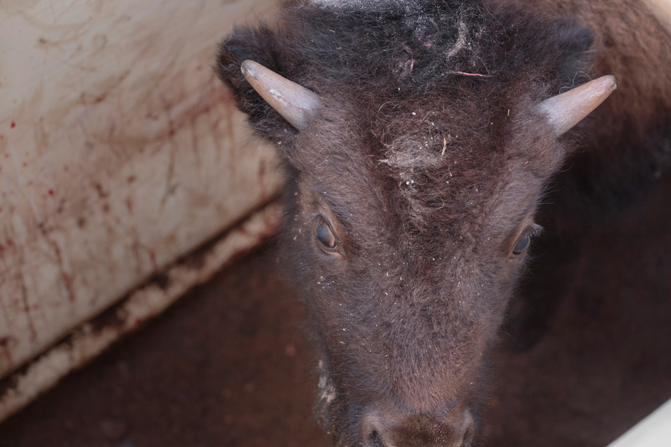 Elk Island National Park Baby Bison