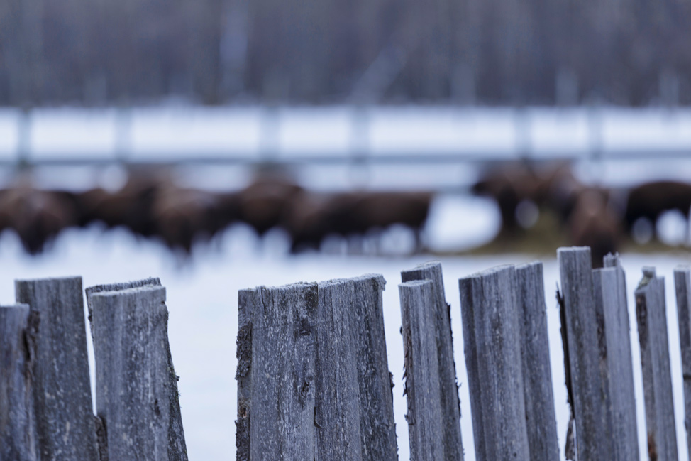 Elk Island National Park Bison