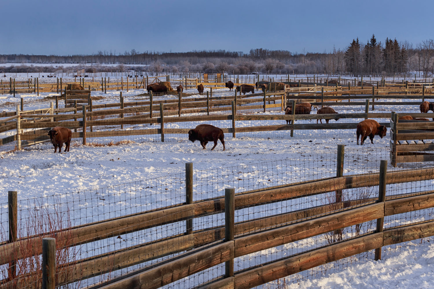 From Extinction to Alberta: the Bison’s Tale