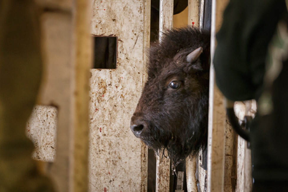 Elk-Island-National-Park-MedicalAssessment