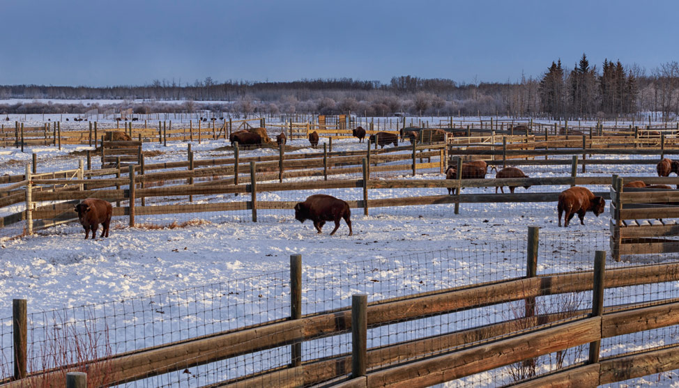 From Extinction to Alberta: the Bison’s Tale thumbnail