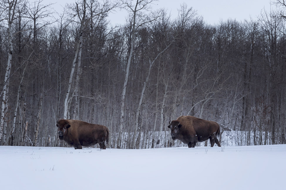 Free Range Bison Elk Island