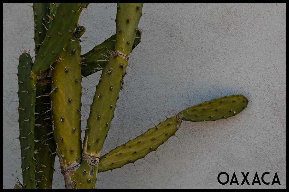 Oaxaca-Cactus-Postcard