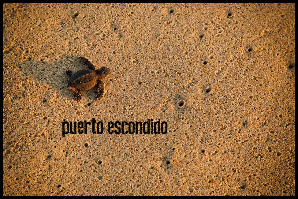 Puerto-Escondido-Turtles-Postcard