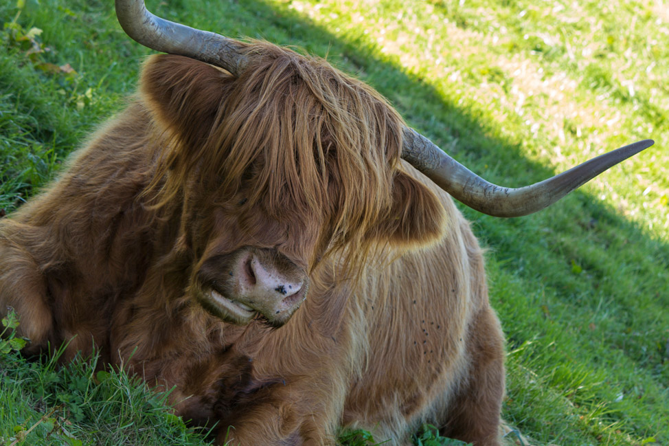 Highland Coo