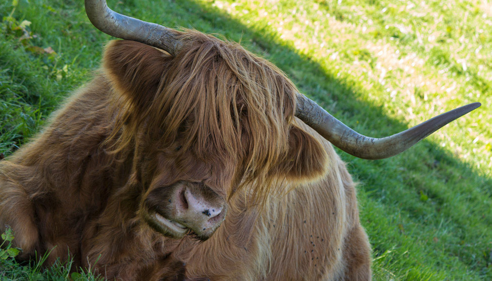 Scotland, Shafted Again thumbnail