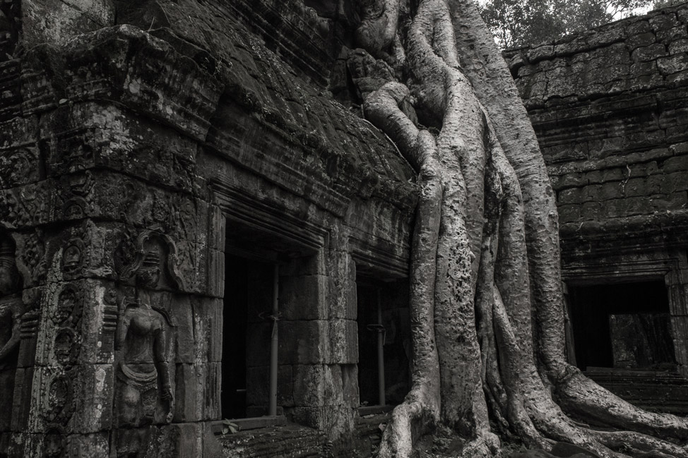 The Famous Tree of Ta Prohm