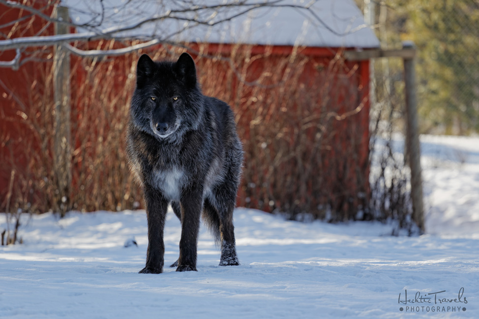 the yamnuska wolfdog sanctuary