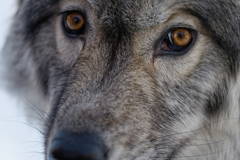 Yamnuska-Wolfdog-Sanctuary-3