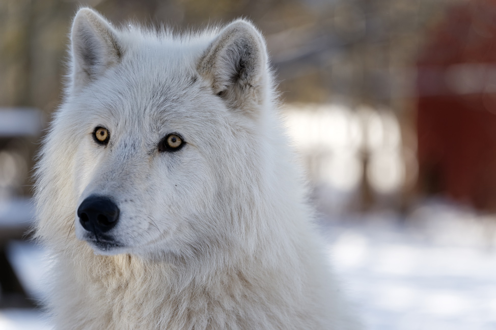 Yamnuska-Wolfdog-Sanctuary-4