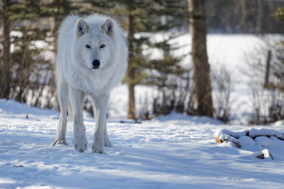 Yamnuska-Wolfdog-Sanctuary-5